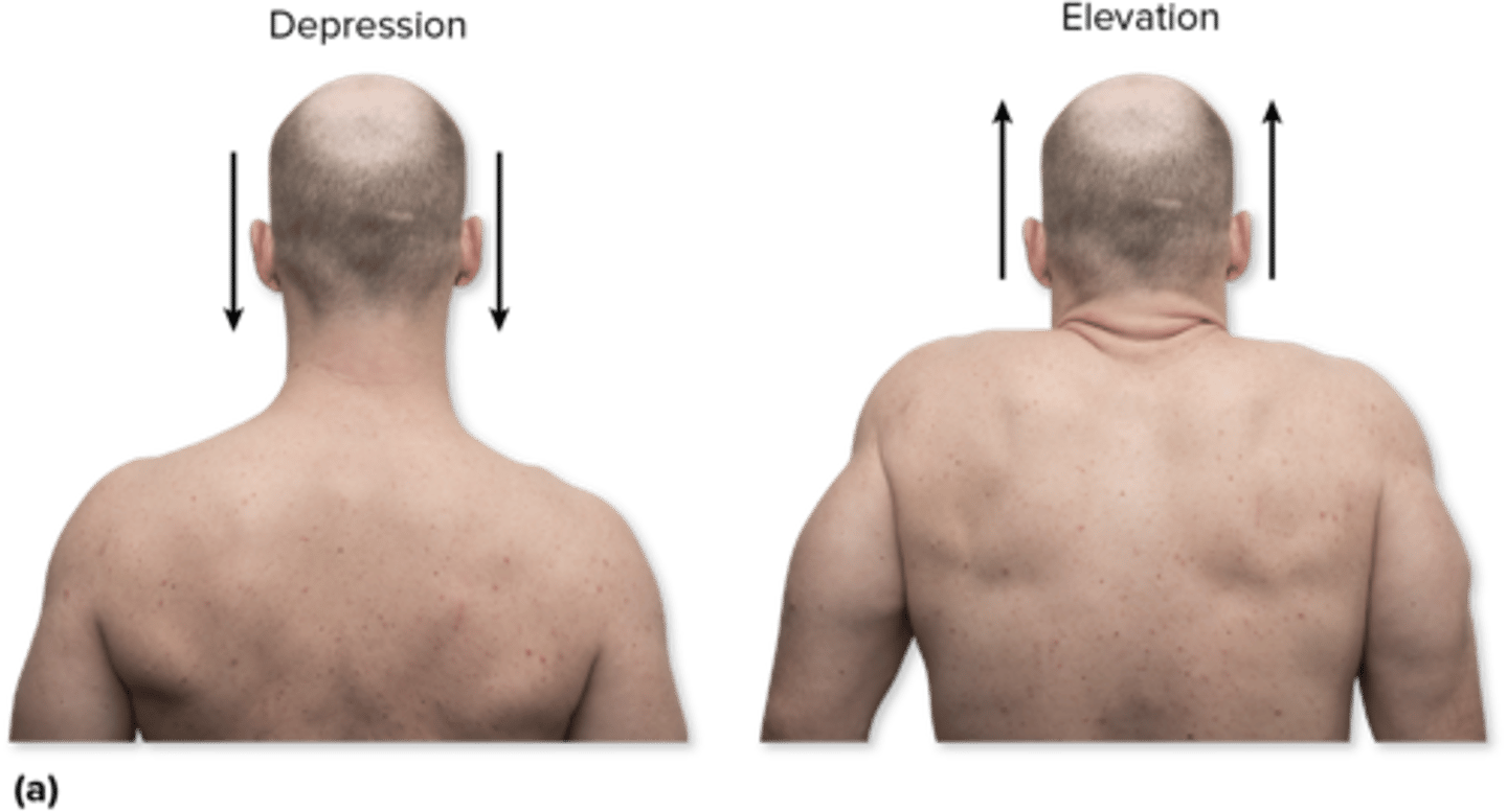 <p>downward and upward motions of a body part</p>
