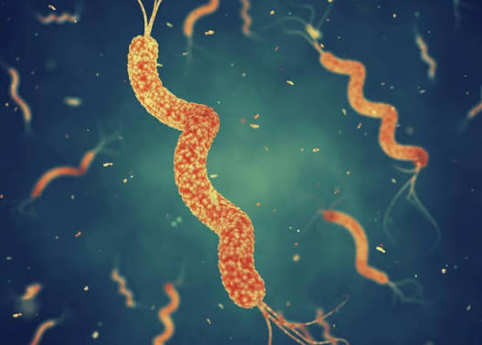 <p>squiggly rod with multiple flagella or pili </p><p>example: helicobacter pylori</p>