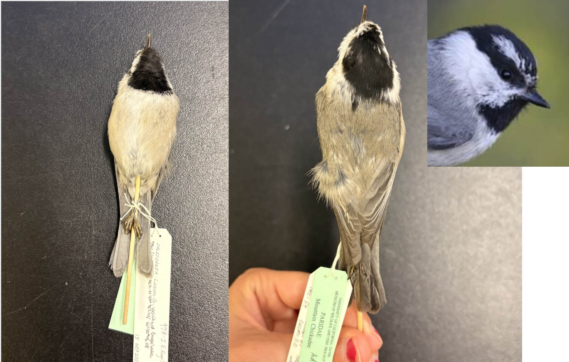 <p>• Black cap and throat with white cheeks</p><p>• <strong>White supercilium (eyebrow),</strong> but white feather tips may wear off</p><p>• Gray back, wings, and tail</p><p>• Less conspicuous edging on wing coverts and flight feathers</p>