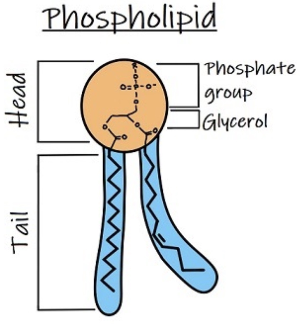 <p>It is a triglyceride molecule with one of the fatty acids being replaced by phosphate group.</p><p>Glycerol, fatty acids (only 2 fatty acids attached to backbone), phosphate group (attached to one end of glycerol molecule)</p>