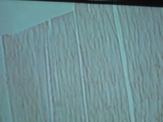 <p>Where is this tissue located?</p>