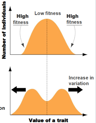 <ol><li><p>Extreme Phenotypes are favored </p></li><li><p>Increases genetic variation </p></li><li><p>Can causes speciation </p></li></ol><p></p>