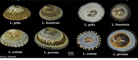 <p>persona = taller and with a solid band on the bottom, scutum = shorter with a striped band on the bottom</p>