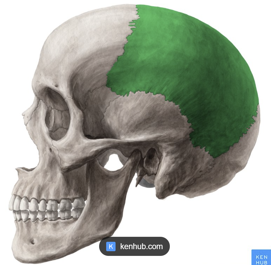 <p><span style="background-color: transparent; font-family: "EB Garamond", serif;"><span>Two bones that form the sides and crown (top) of the cranium.</span></span></p>