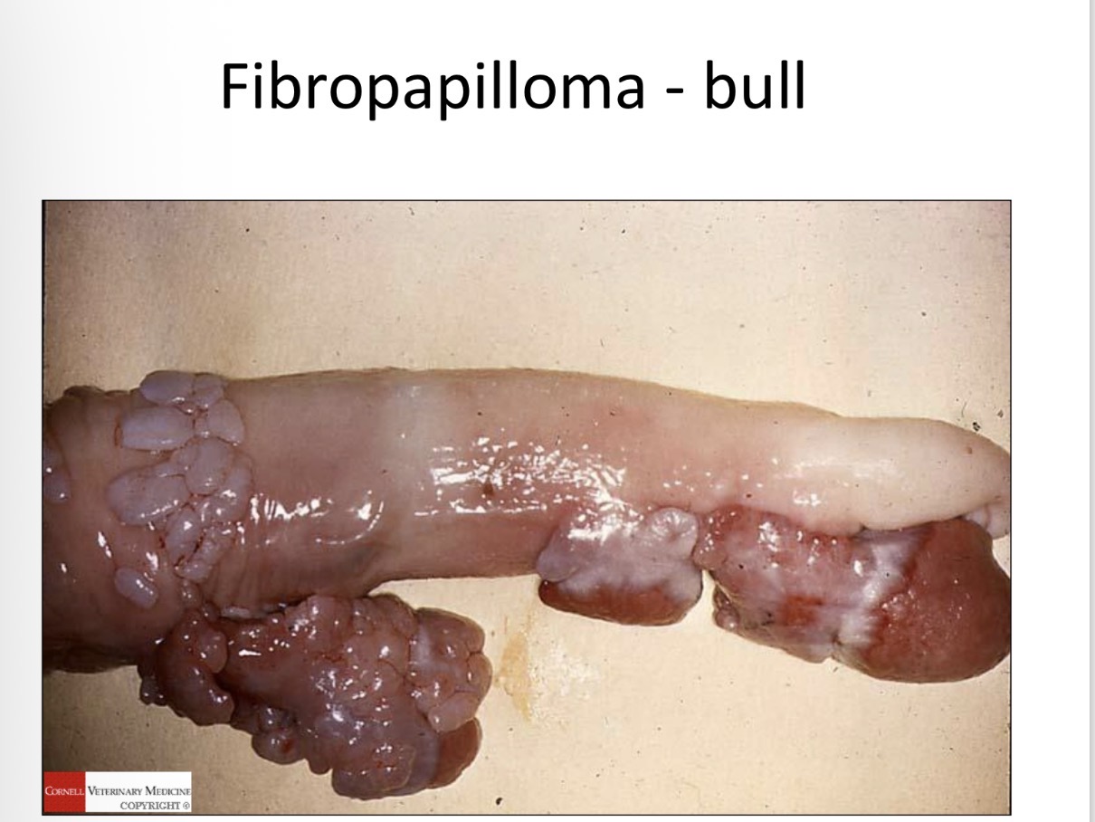 <p>fibropapilloma - cause</p>