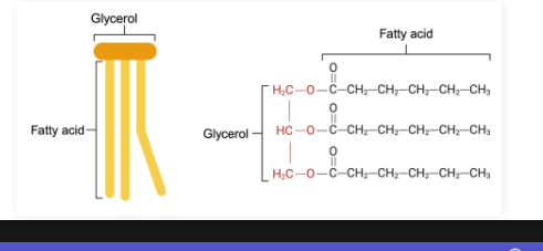 <p><strong>Triglyceride </strong>(triacylglycerol): </p><ul><li><p>Lipid type containing a <strong>glycerol backbone </strong>and <strong>three fatty acids</strong></p><ul><li><p>Most triglycerides are completely nonpolar and hydrophobic</p></li></ul></li></ul><p></p>
