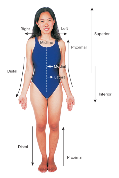 <p>The standard reference posture where the body is erect, facing forward, with arms at the sides and palms facing anteriorly.</p>