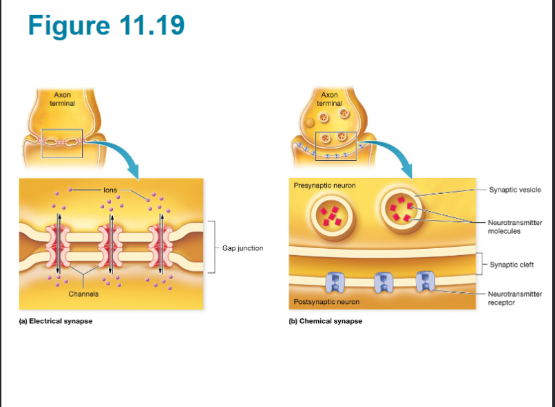 <p><span style="background-color: transparent;">&nbsp;Very in size unlike electrical synapses, slower than electrical, use various neurotransmitters and receptors for different effects</span></p><p><span style="background-color: transparent;">Steps&nbsp;</span></p><ol><li><p><span style="background-color: transparent;">Action potential in presynaptic neuron triggers calcium ion channels&nbsp; in axon terminal to open</span></p></li><li><p><span style="background-color: transparent;">&nbsp;calcium ion influx causes synaptic vesicles diffuse with the membrane of the presynaptic neuron and release neurotransmitters into synaptic cleft</span></p></li><li><p><span style="background-color: transparent;">&nbsp;neurotransmitters bind to the receptors on the&nbsp; postsynaptic neuron</span></p></li><li><p><span style="background-color: transparent;">&nbsp;ion channels open, leading to local potential and possibly an action potential</span></p></li></ol><p></p>