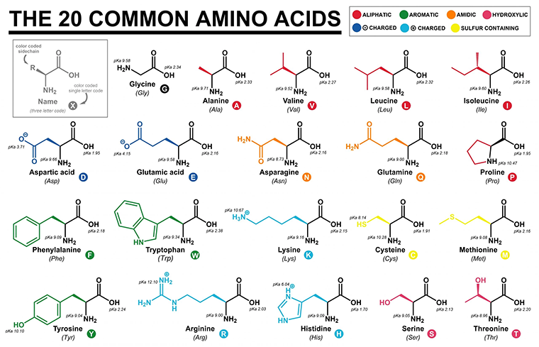<p>20 amino acids </p>