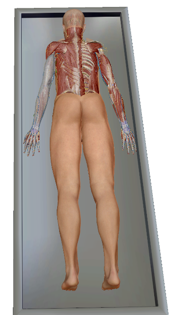 <p>Define the term “prone”.</p>