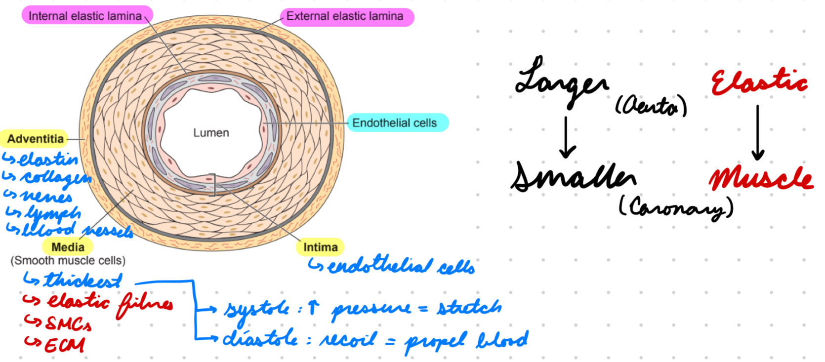 <p>Elastic tissue + collagen</p><p>Nerves</p><p>Lymphatics</p><p>Blood vessels for arterial wall</p>