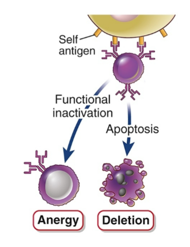 <ul><li><p><span style="background-color: transparent;">Similar possible outcomes as for T cells</span></p></li></ul><ul><li><p><span style="background-color: transparent;"><strong>Self antigens don't trigger innate immune responses</strong></span></p></li></ul><p></p>