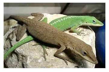 <p><span><span>Can be green or brown, color changes, long face</span></span></p>