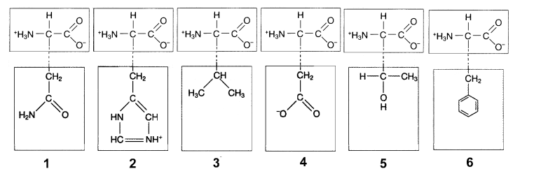 <p>The chart below shows the R groups of 6 different amino acids. Which of these amino acid R groups would be soluble in water?</p>