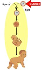 <p>A mutation in the sex cells. Can be inherited.</p>
