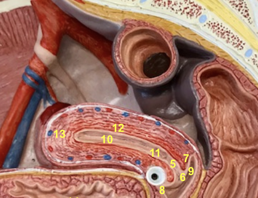 <p>whole thing and function</p>