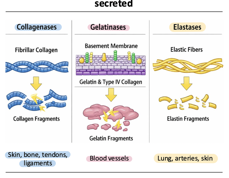<p>remodel and degrade the ECM; exist as both membrane tethered and secreted enzymes </p><ul><li><p>3 classes </p><ul><li><p>collagenases </p></li><li><p>gelatinases </p></li><li><p>elastases </p></li></ul></li></ul><p></p>