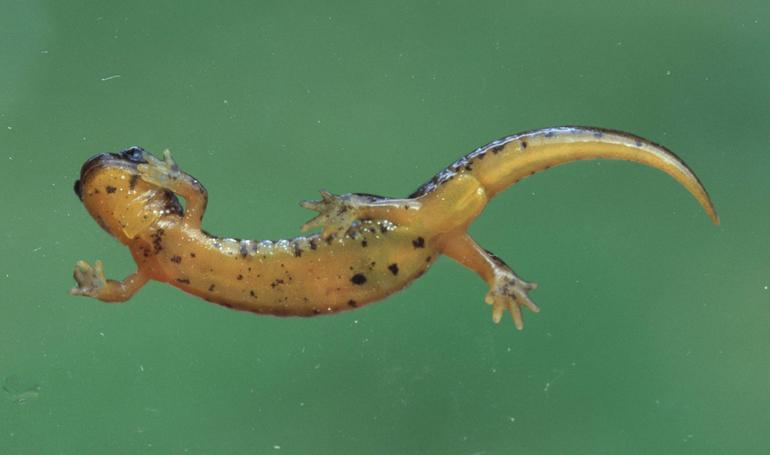 <p>Rhyacotritonidae<br>Rhyacotriton variegatus<br>Southern Torrent Salamander</p>