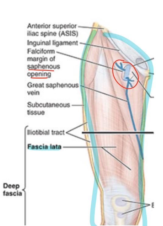 <ul><li><p><strong>fascia lata</strong> = sleeve-like deep fascia of thigh</p></li><li><p><strong>saphenous opening </strong>= opening in fascia lata inferior to medial part of i<strong>nguinal ligament</strong></p><ul><li><p>where<strong> saphenous and femoral vein unites</strong></p></li></ul></li></ul><p></p>