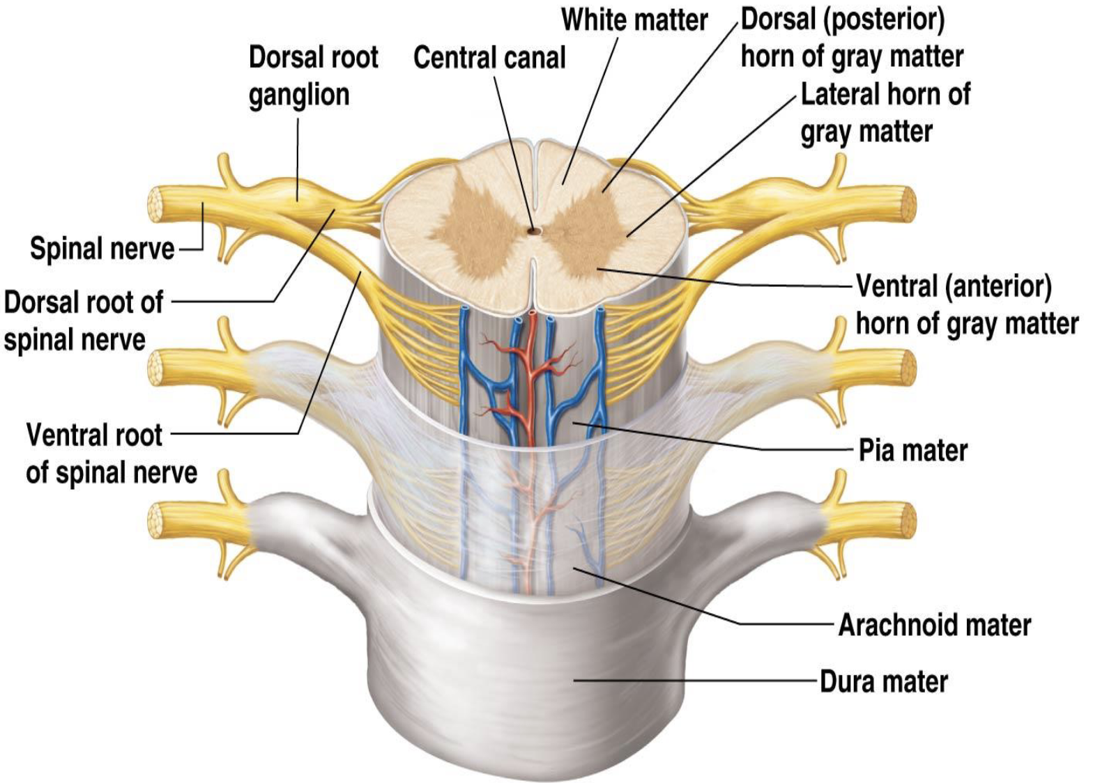 <p><strong>Ventral Root </strong></p><p>What type of information is carried by the ventral root?</p>