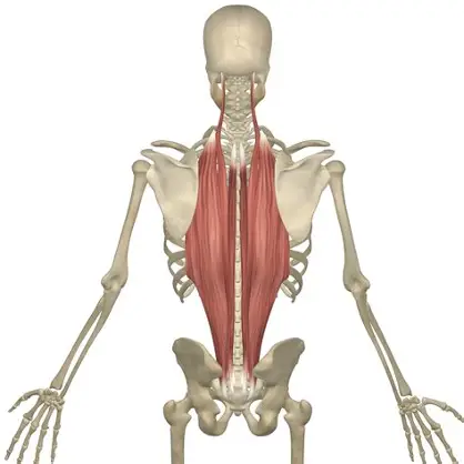 <p>Maintain posture, extend vertebral column and head, laterally flex vertebral column and head </p>
