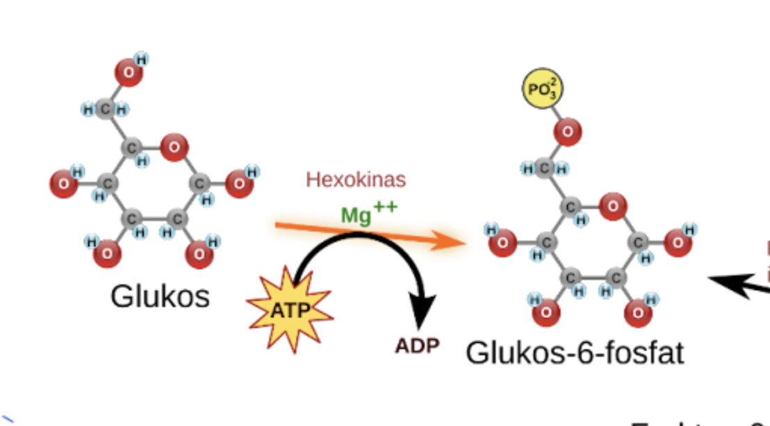 <p>Förklara bilden (steg 1 glykolys)</p>