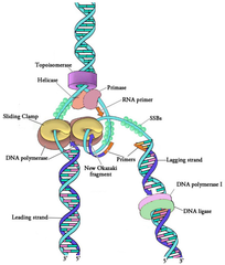 <p>Helicase</p>