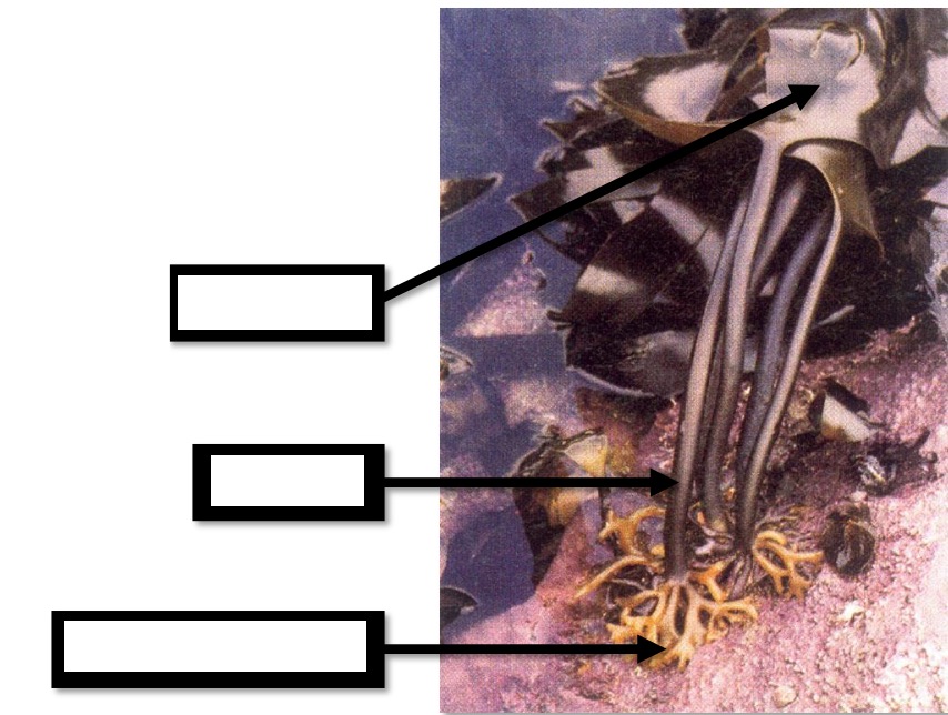 <p>Label the structures of a brown algae thallus. (picture shows a brown algae of the genus Laminaria (kelps))</p>