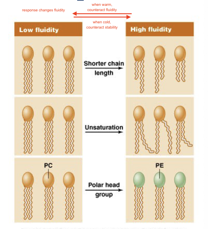 <p>colder = more stable, warmer = more fluid</p><p></p><ul><li><p>homeoviscous adaptation</p><ul><li><p>length of FA chains</p></li><li><p>saturation of FA</p></li><li><p>phospholipids</p></li><li><p>cholesterol levels (create space between hydrocarbon tails, increase fluidity)</p></li></ul></li></ul><p></p>