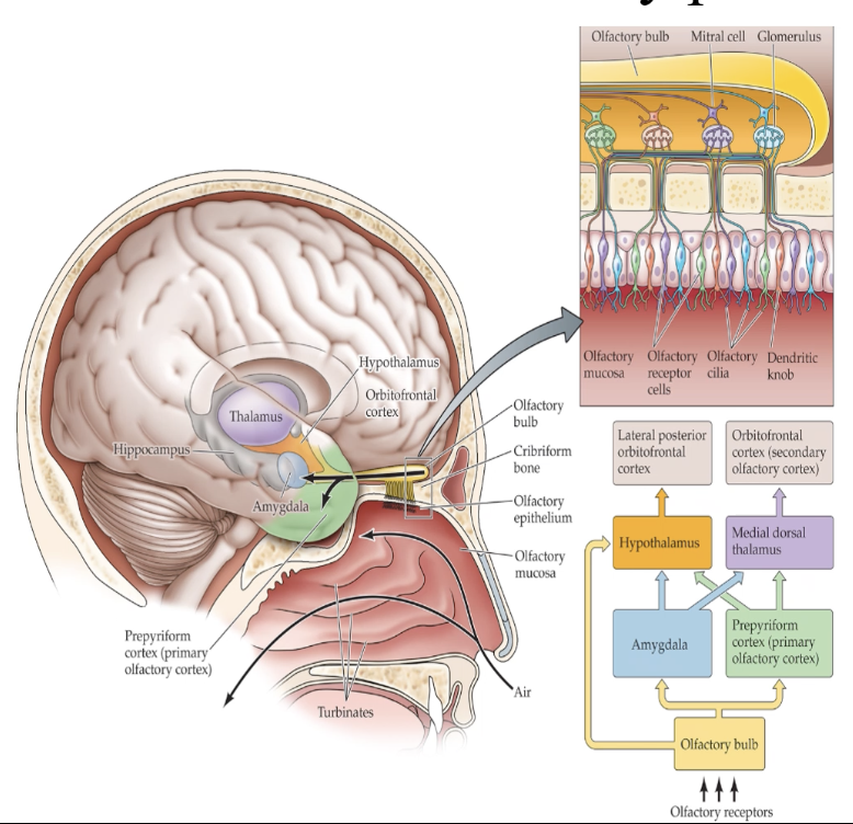 <p>1. <strong>Olfactory receptor neurons (ORNs) → Cribriform plate → Olfactory bulb</strong></p><p><span>ORNs in the olfactory epithelium send their axons through the <strong>cribriform plate</strong> (as cranial nerve I) and terminate in the <strong>olfactory bulb</strong>.</span></p><p>2. <strong>Glomeruli receive ORN input</strong></p><p><span>Inside the olfactory bulb, ORN axons <strong>converge onto glomeruli</strong>.<br>Each glomerulus receives input from ORNs that all express the <strong>same receptor type</strong>.</span></p><p>3. <strong>Mitral cells receive glomerular output</strong></p><p><span>Within each glomerulus, ORNs <strong>synapse on the dendrites of mitral cells</strong> (and tufted cells).<br>Mitral cells are the <strong>main output neurons</strong> of the olfactory bulb.</span></p><p>4. <strong>Mitral cell axons form the olfactory tract</strong></p><p><span>The axons of mitral cells leave the bulb as the <strong>olfactory tract</strong>, carrying the processed smell information deeper into the brain.</span></p><p>5. <strong>Projection to brain regions</strong></p><p><span>Mitral cell axons project to several key areas:</span></p><ul><li><p><span><strong>Prepyriform (piriform) cortex</strong> – primary olfactory cortex</span></p></li><li><p><span><strong>Entorhinal cortex</strong> – memory association</span></p></li><li><p><span><strong>Amygdala</strong> – emotional responses</span></p></li><li><p><span><strong>Hypothalamus</strong> – autonomic and behavioral responses</span></p></li></ul><p></p>