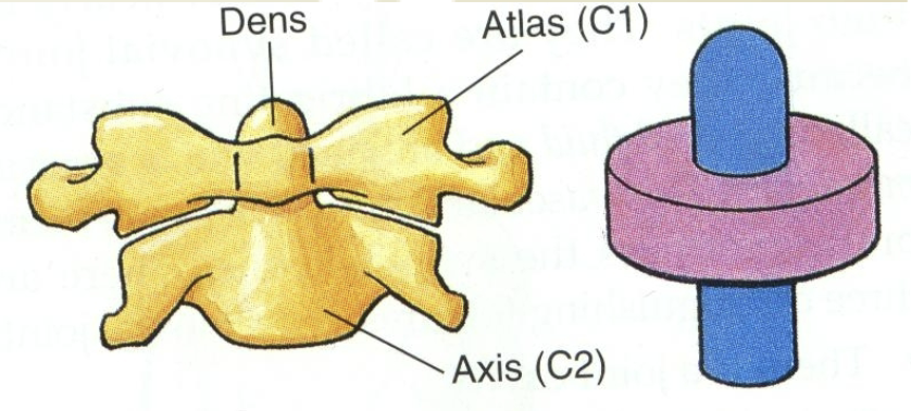 <ul><li><p>aka “trochoid” </p></li><li><p>Uniaxial</p><ul><li><p>only rotation</p></li></ul></li></ul><p>Example:</p><ul><li><p>Atlandtoaxial joint (between C1 &amp; C2 vertebrae)</p></li></ul><p></p>