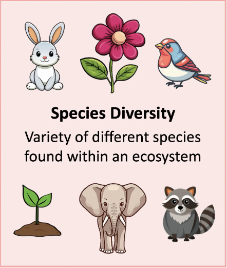 <p>range of different species that are found within a particular habitat or ecosystem → <span>measured in terms of species richness (number of different species) and species evenness (number of individuals in a species)</span></p>