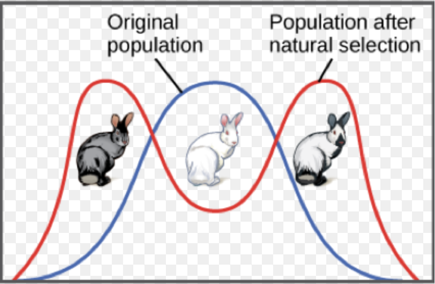 <p>Which form of natural selection is this </p>