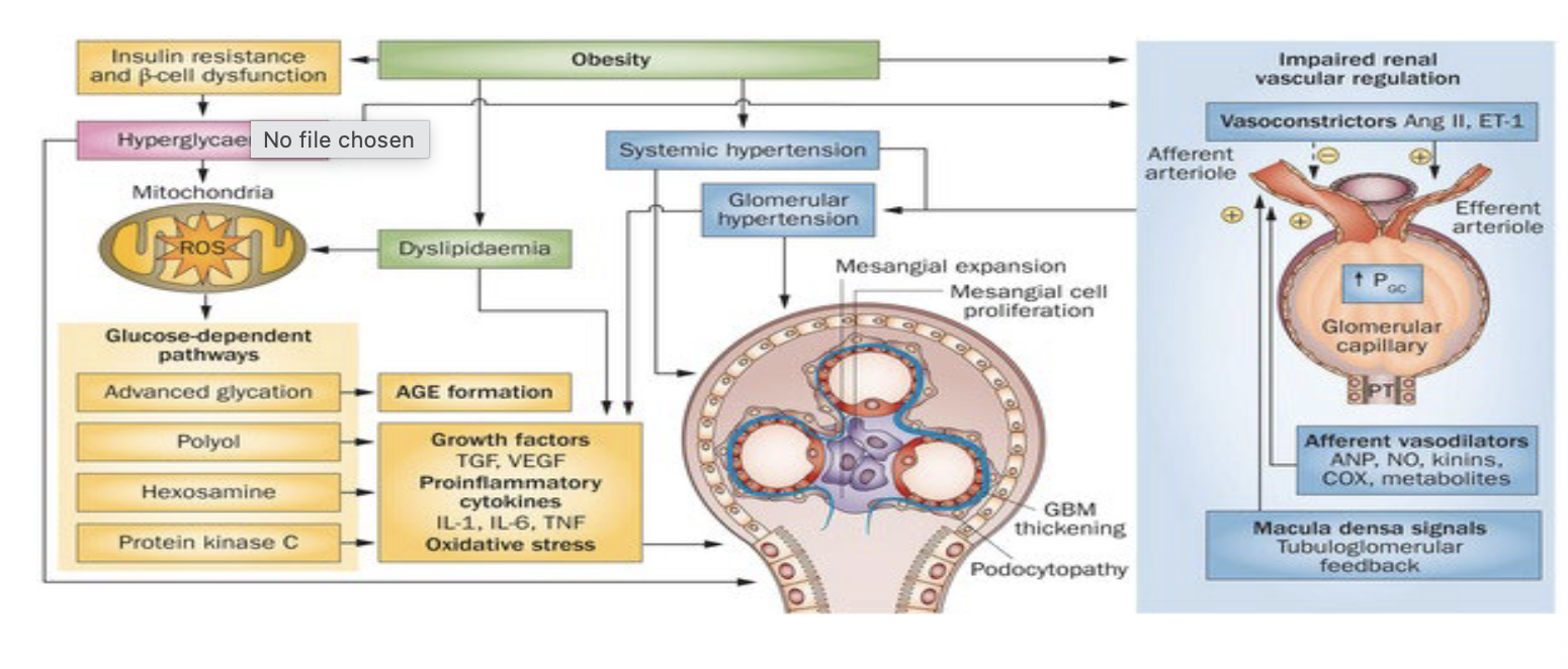 <p>pathofysiologie</p><ul><li><p>verlies glycocalyx door ontstekingscellen door obesitas</p></li><li><p>podocytverlies/detachment</p></li><li><p>mesangiale expansie</p></li><li><p>hyperfiltratie door hogere glom druk</p></li></ul><p>natuurlijk beloop</p><ul><li><p>eerst micro albu (rev) + GFR hoog → later macro albu (oa door structuur veraqnderingen) → GFR daling</p></li><li><p>hoge prev → > 50% na 20j DM</p></li><li><p>mortaliteit prof stijging bij toenemende albuminurie</p></li></ul><p></p>