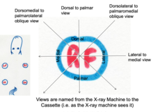 <p>DP (dorsopalmar/plantar) or CD (craniocaudal)</p><p>LM (lateral-medial)</p><p>DLPMO (dorsolateral to palmaromedial oblique) </p><p>DMPLO (dorsomedial to palmarolateral oblique)</p>