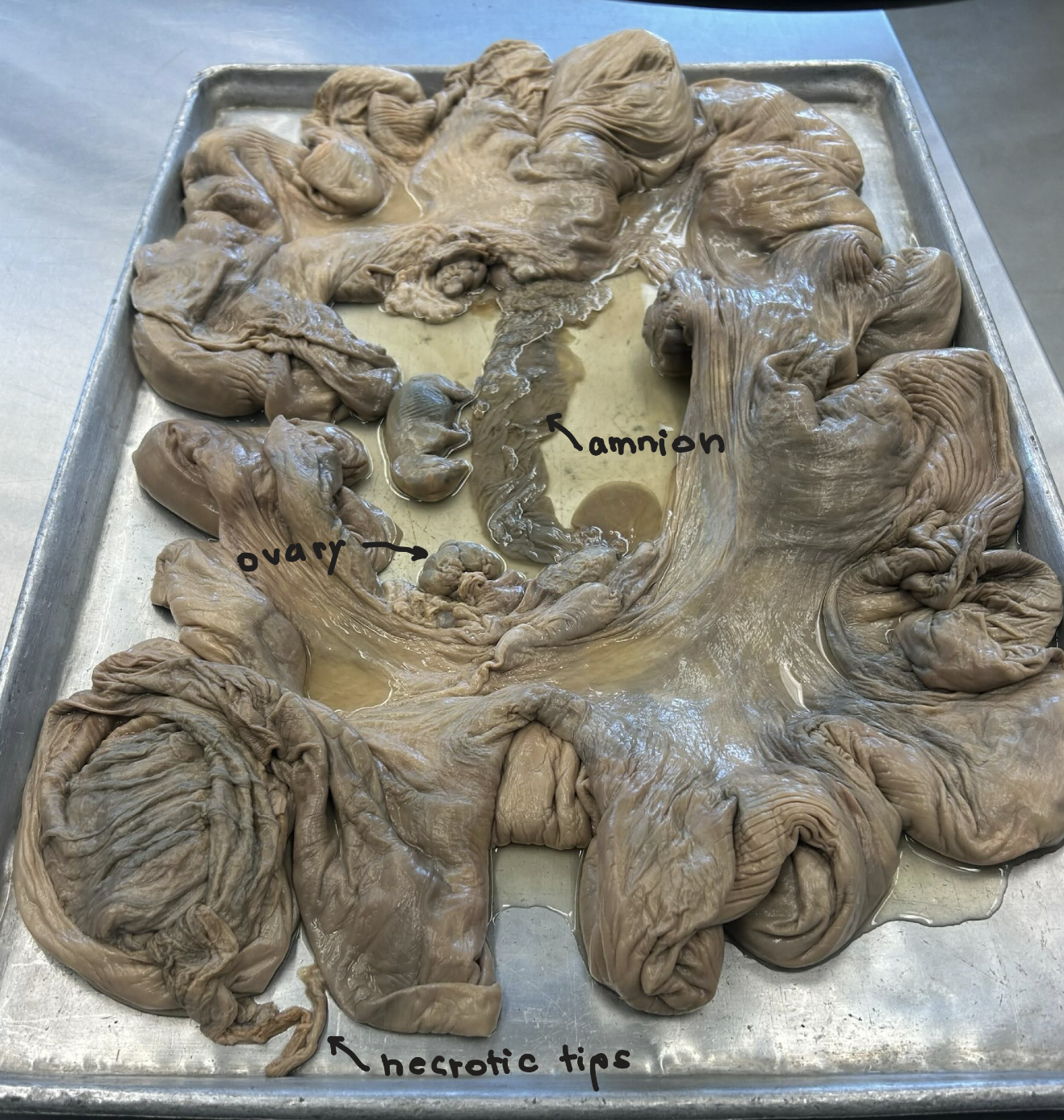 <p>Pregnant sow (diffuse placenta) - uterus</p><p>Large uterine horns</p><p>Ovary with bunch of CLs b/c pregnant</p><p>Necrotic tips between each to prevent disease from traveling to kill litter</p><p>Middle thing is amnion</p>
