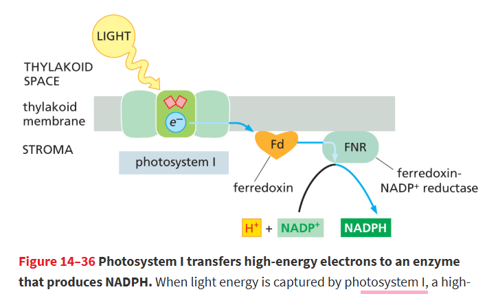 <p>a mobile electron carrier that accepts high energy electrons from PSI rxn center and brings them to an enzyme that uses electrons to reduce NADP+ → NADPH</p>