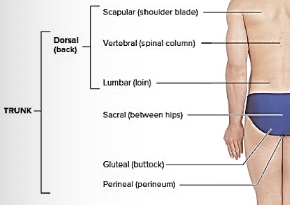 <p>Body Parts and Regions</p>