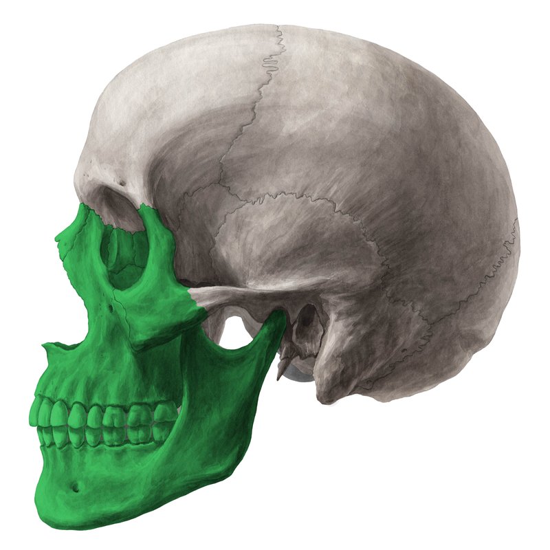 <p>Another name for the viscerocranium is the…</p>