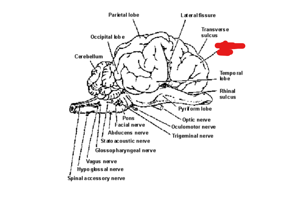 <p>Lateral View: Structure?</p>