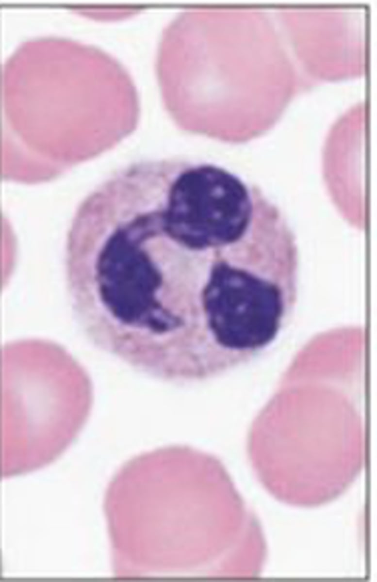 <p>Identify the blood formed element</p>