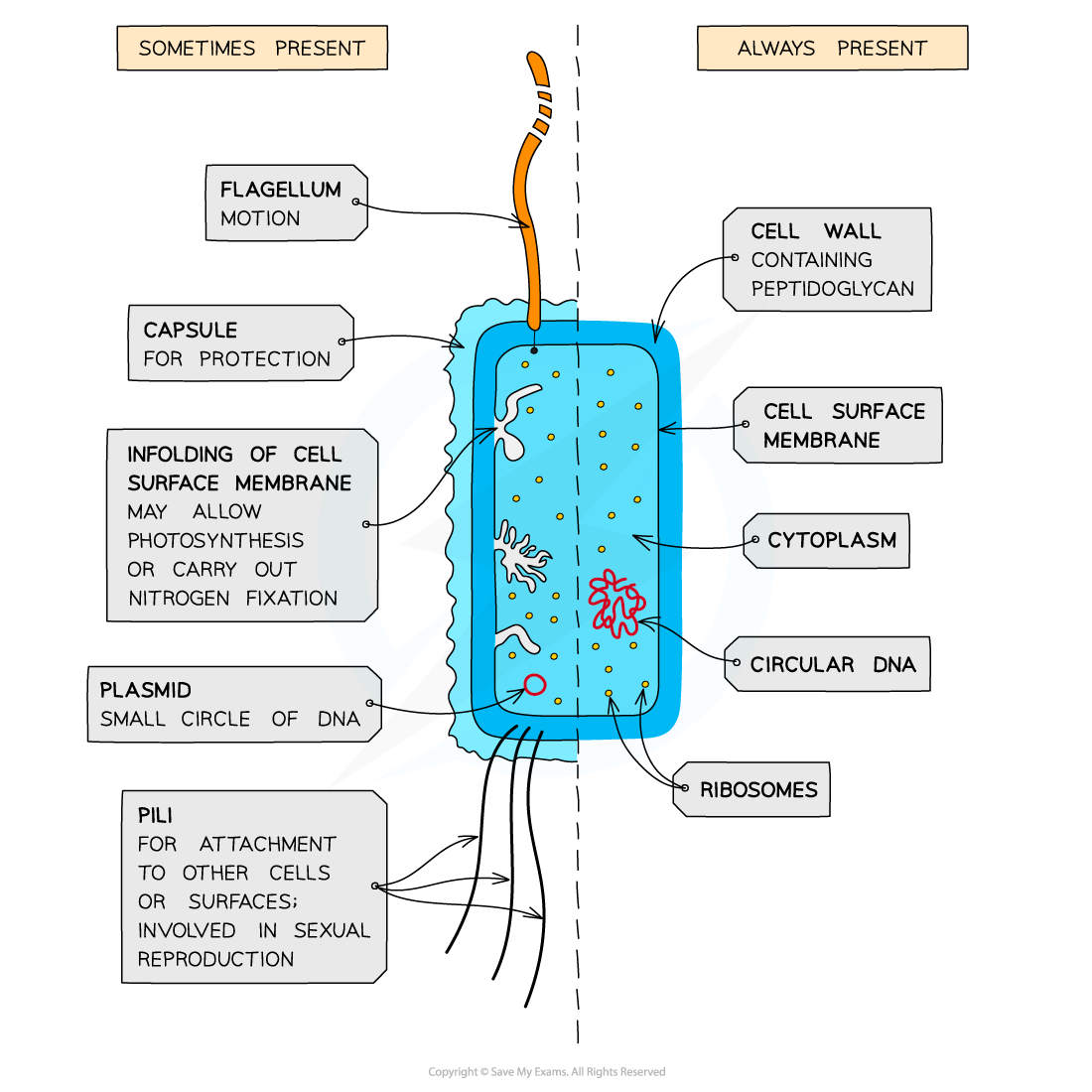 <p>What are the key structural features of a prokaryotic cell found in a typical bacterium?</p>