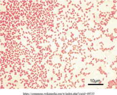 <p>gram negative</p>