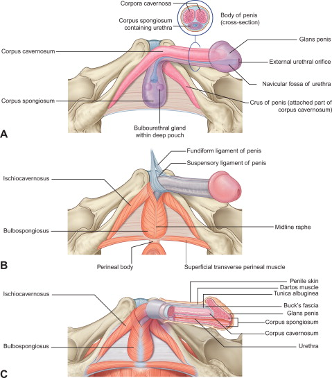 <p>bulbospongiosus muscle</p>