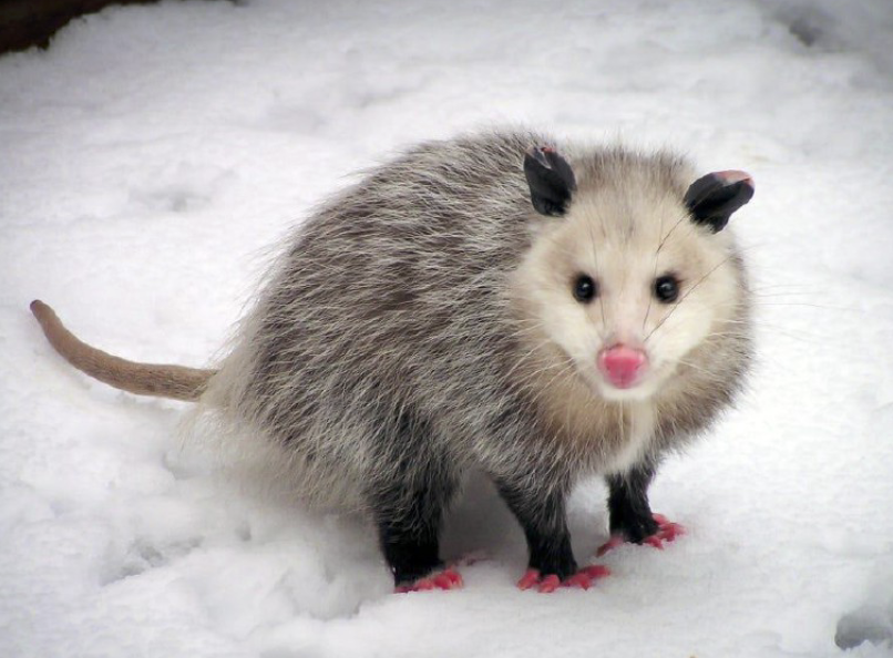 <p>To what order does this mammal belong to?</p>