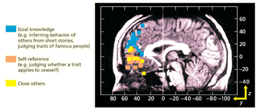 <p>mPFC activation when thinking about self and close others</p>