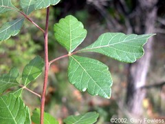 <p>three leaves attached at common point</p>