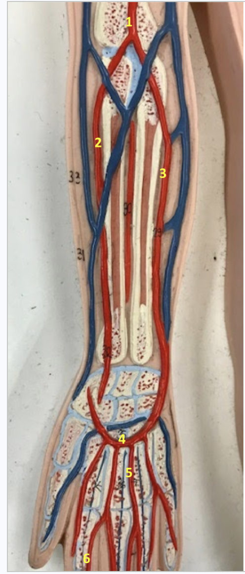 <p>Forearm/Hand</p><p>1. Right brachial artery: Supply blood to upper arm</p><p>2. Right radial artery: Supply blood to the forearm</p><p>3. Right ulnar artery: Supply blood to the forearm</p><p>4. Right superficial palmar arch</p><p>5. Right metacarpal artery</p><p>6. Right digital artery</p>