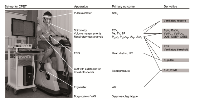 <p>VO₂max is usually measured during a <strong>cardiopulmonary exercise test (CPET)</strong> using indirect calorimetry.</p><p>During a CPET:</p><ul><li><p>The subject exercises on a treadmill or cycle ergometer.</p></li><li><p>Exercise intensity progressively increases until voluntary exhaustion.</p></li><li><p>Respiratory gases are continuously analyzed.</p></li></ul><p>Variables measured include:</p><ul><li><p>VO₂ (oxygen uptake)</p></li><li><p>VCO₂ (carbon dioxide production)</p></li><li><p>VE (minute ventilation)</p></li><li><p>Heart rate</p></li><li><p>RER (respiratory exchange ratio = VCO₂/VO₂)</p></li></ul><p>The ideal test duration is approximately <strong>8–15 minutes</strong>.</p><p>If the test is too short:</p><ul><li><p>Anaerobic contribution becomes too large.</p></li></ul><p>If the test is too long:</p><ul><li><p>Fatigue may occur before maximal physiological capacity is reached.</p></li></ul><p>The purpose of CPET is to determine:</p><ul><li><p>VO₂max/VO₂peak</p></li><li><p>Ventilatory threshold (VT1)</p></li><li><p>Respiratory compensation point (VT2)</p></li><li><p>Overall cardiorespiratory fitness</p></li></ul><p></p>