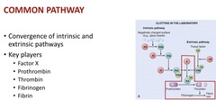<p>convergence of intrinsic and extrinsic pathways</p><p>Factor X, prothrombin, thrombin, fibrinogen, fibrin</p>
